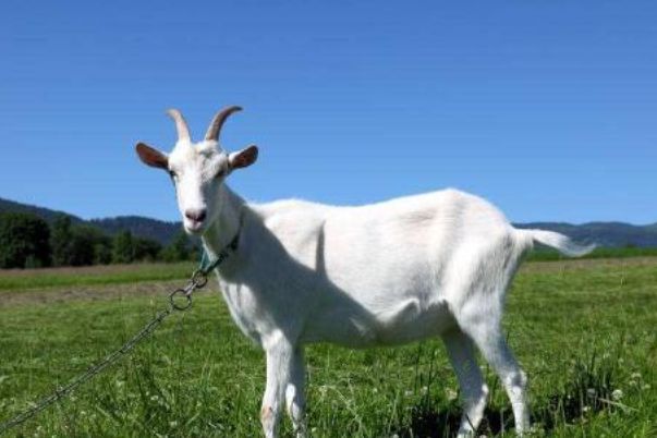 今晚澳門開三肖兔羊蛇，探索生肖運勢與風(fēng)水預(yù)測的魅力，生肖運勢與風(fēng)水預(yù)測探索，兔羊蛇今晚在澳門展現(xiàn)魅力