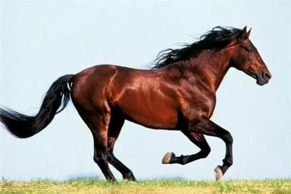 劉伯溫平特一肖四不像，神秘傳奇與SEO解讀，劉伯溫平特一肖四不像，神秘傳奇與SEO揭秘