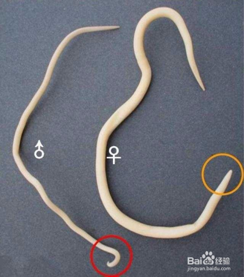 孩子有蛔蟲的七大表現及其影響，孩子有蛔蟲的七大表現及其影響，不容忽視的健康警報