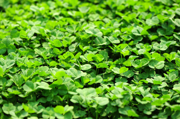 苜蓿草圖片，自然之美與SEO的完美結(jié)合，苜蓿草圖片，自然之美與SEO的交融之道