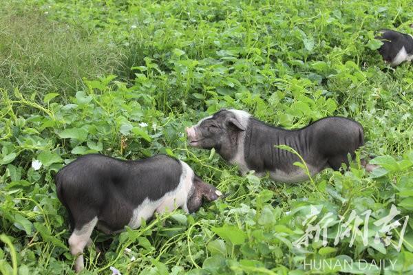 花豬王中王平特一肖，深度解析與SEO優(yōu)化策略，花豬王中王平特一肖，深度解析及SEO優(yōu)化策略探討