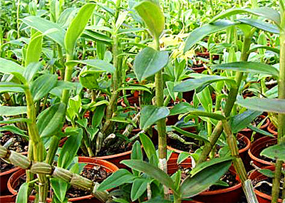 石斛價格，多少錢一斤？全面解析石斛價值，石斛價格與價值全面解析，多少錢一斤？