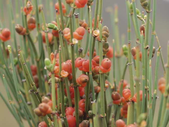 風疹圖片與癥狀圖片詳解，認識這種疾病，風疹圖片及癥狀詳解，全面認識風疹疾病