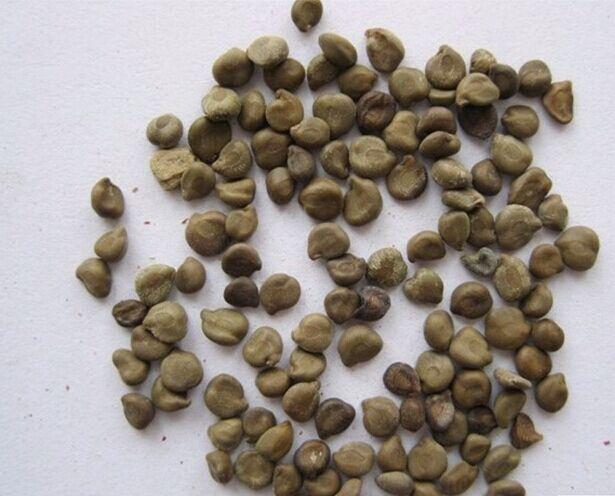 治便秘最有效的偏方，探索自然療法，告別腸道困擾，自然療法探索，告別腸道困擾，治便秘最有效的偏方